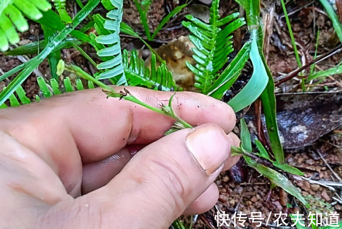 独脚金|农村这种野草，看似“骨瘦如柴”却价值昂贵，遇见了请珍惜