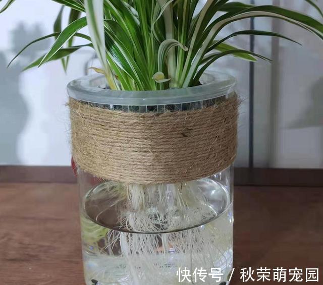 植物|真正适合“水培”的植物有5种,其他的水培是“遭罪”,难养好