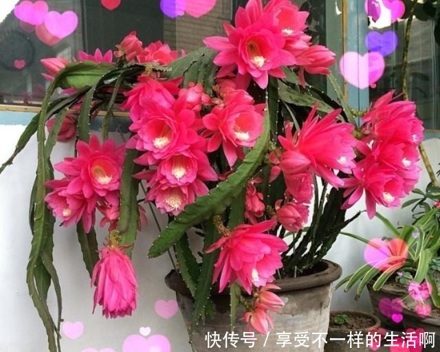 春天扦插3种花,剪1根枝条15天“冒白根”,一次开花上百朵!