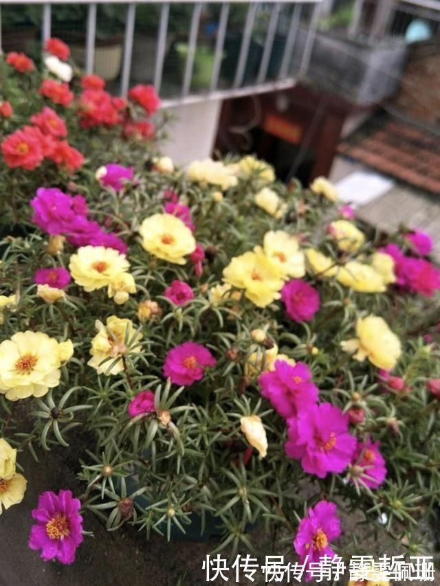 铜钱草|家庭养6种花“要当心”，容易出现“生物入侵”，天天起来要清理