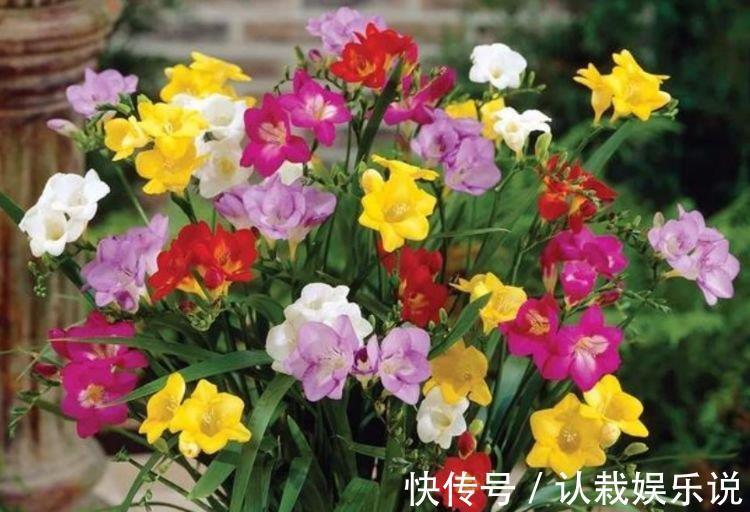 玫瑰花|超好养的“4种花”，越不浇水越爆盆，越养越上瘾，你养了吗？
