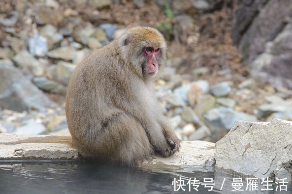 人机智灵敏|属猴人：“请做好准备”，好事来啦！有躲不过的“喜事”