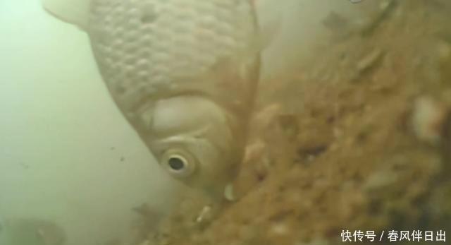 一钩触底一钩悬真的好吗?很多人弄错了,野钓这样调漂才高效