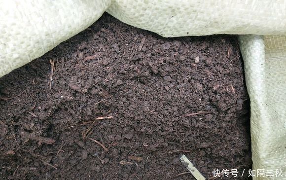 养花“不买”营养土,回家找“4种料”掺一掺,养啥花都旺爆盆