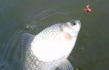 蚯蚓上鱼太慢?教你3种“作弊”的方法,鱼获轻松翻2倍!