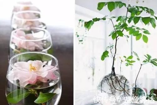 酒瓶|买了花却没有花瓶该怎么办？用啤酒瓶做一个，实用、美观又独特
