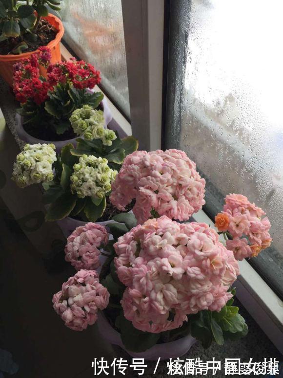 花瓣|长寿花里的“5个经典品种”，各有各的美，看完都想养一盆