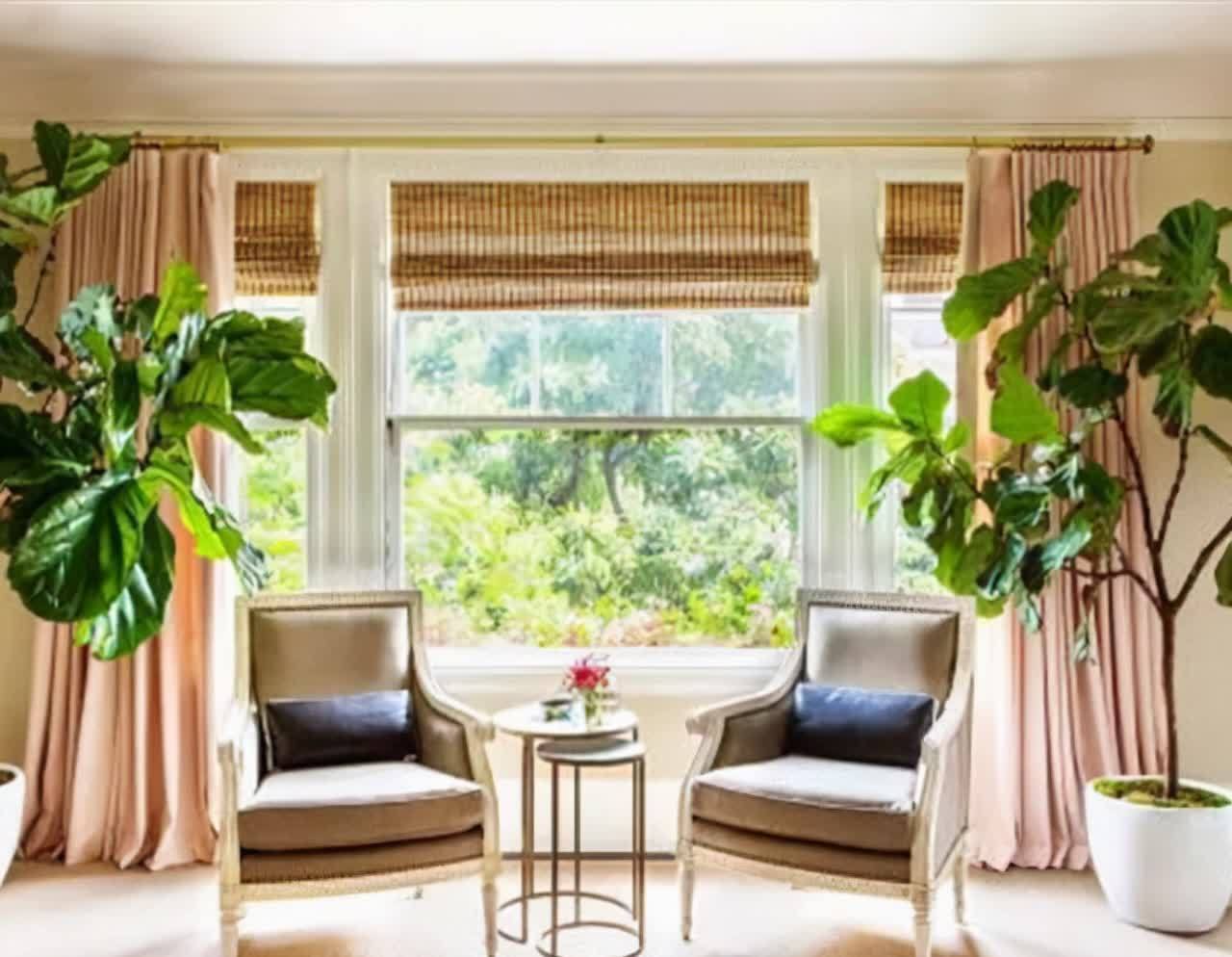 20种吉利大盆栽，客厅放一盆，吸收废气去异味，寓意好更养人