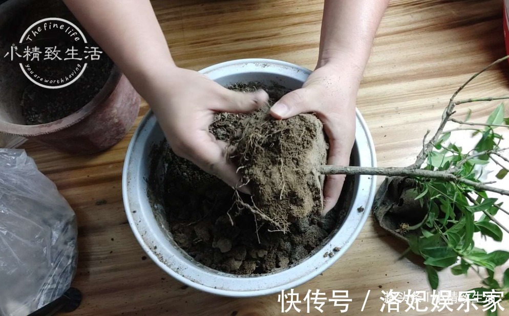 腐叶土+|栀子花买回家，上盆分6个步骤，用9张图说明，完整明了