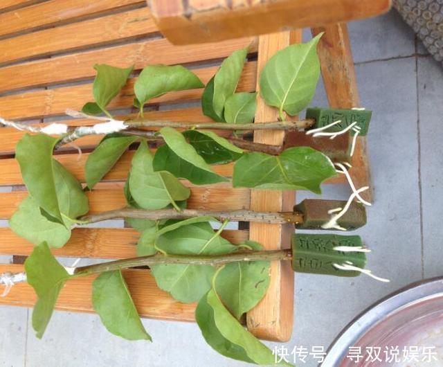 接穗|高手的扦插玩法,把以下三角梅养得这么好,只见开花不见叶