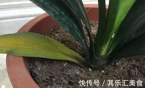 君子兰总是不开花，都是5个方面的原因，别再忽视了