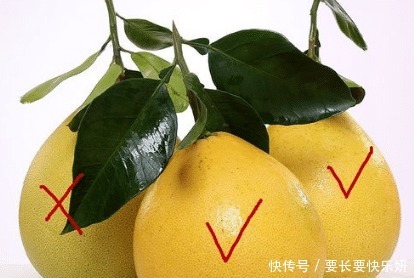 选大|买柚子时,选大的还是小的牢记5点小技巧,个个清甜多汁好吃