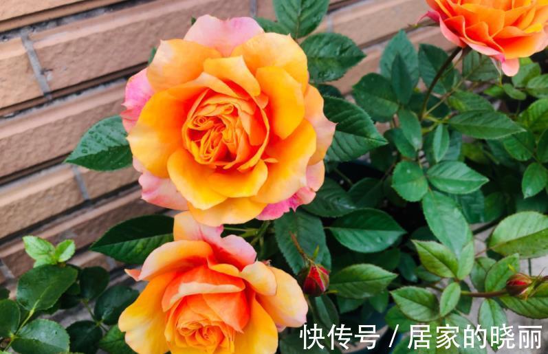 盆栽|此款微型月季四季开，1次维持1个月，是开花机器里的“劳模”