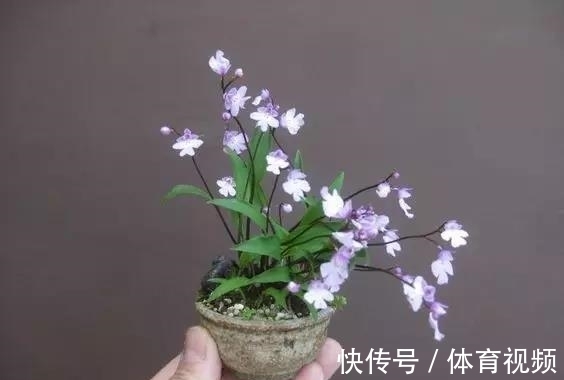 黄杨|微型盆景越来越受欢迎,这里是它们的“集中营”,都是你想知道的