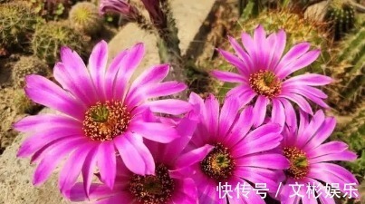 仙人球开花简直可以称得上惊艳,学会几个步骤,鲜花开满盆