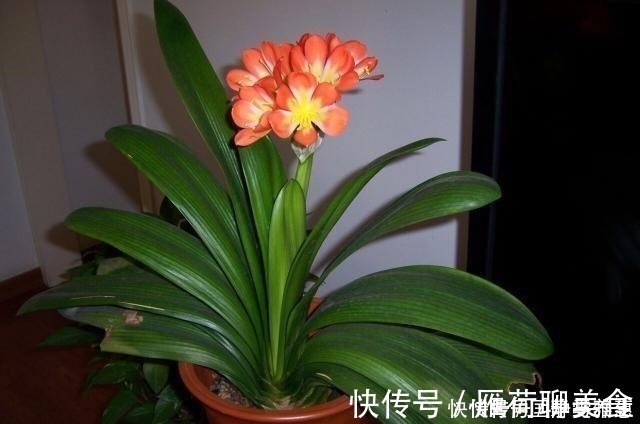 疯了|君子兰要怎么浇水注意“1点”,叶片多,长得旺,开花开疯了!