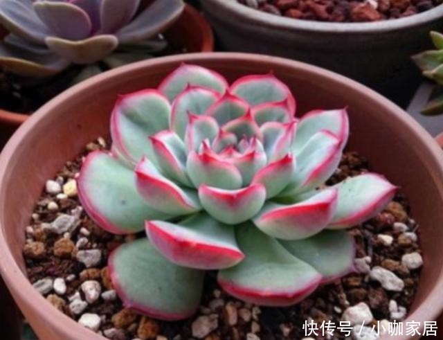 天冷温差大,多肉花月夜叶缘为什么不红?掌握3个方法叶边红起来