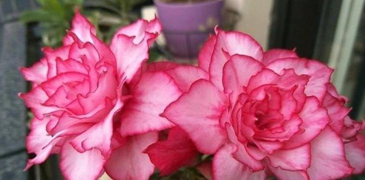 超好养的“4种花”,越不浇水越爆盆,新手懒人都喜欢,开花漂亮