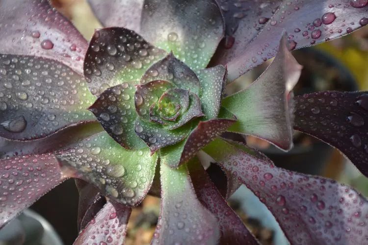 面朝大海的多肉们，在四季变迁中生生不息！