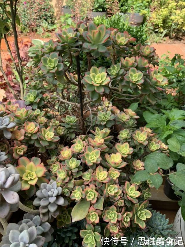 酥皮鸭|十几年的多肉“妖精”,自然老桩头,造型太美