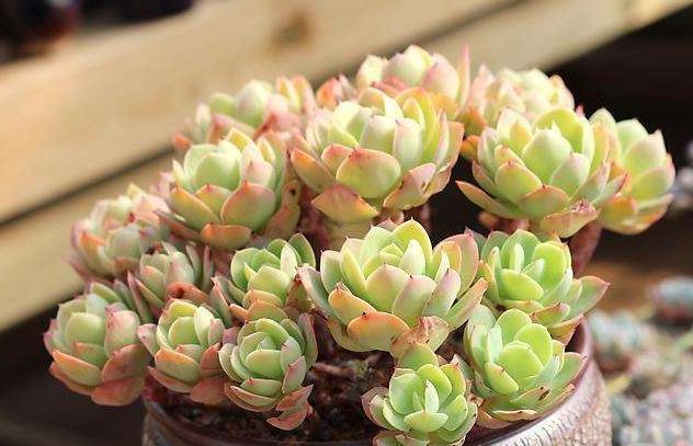 花头|养多肉''一头切''，一盆变多盆，盆盆爆满，操作简单还有效