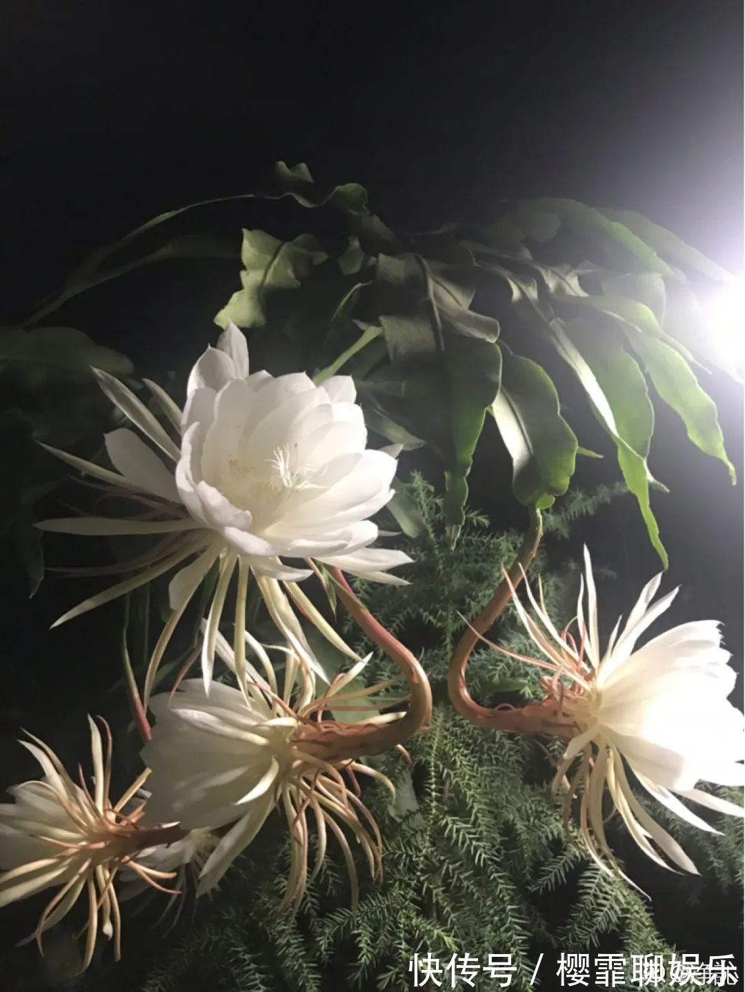 大爷家荷花种在花盆里，1次开花20朵，比巴掌还大！