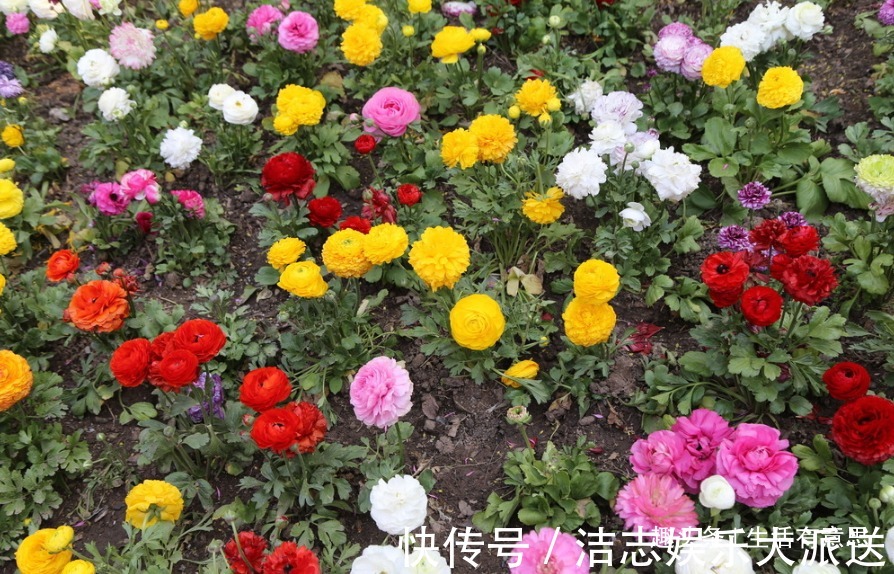 浇水|此花别名“死不了”,1盆开出6个色,一到夏天长不停,阳台成花海