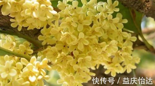 调味料|厨房里的1种调味料,用来养花,花苞呼呼长,养一盆旺一盆!