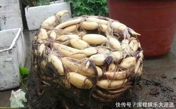 移栽|她在水缸里种荷花,开花比脸还大,满缸都是藕!