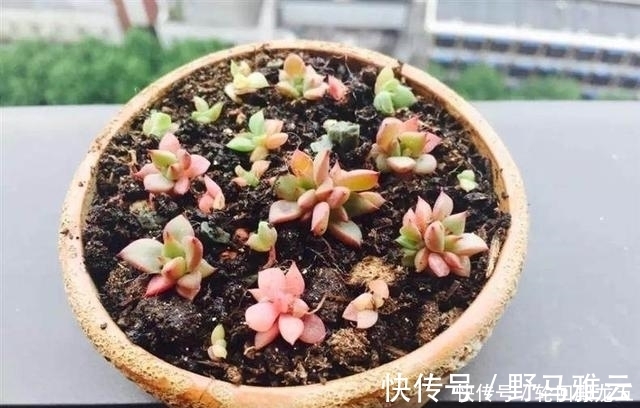 多肉|7字秘诀来养多肉,入坑9年多肉植物没徒也没腐