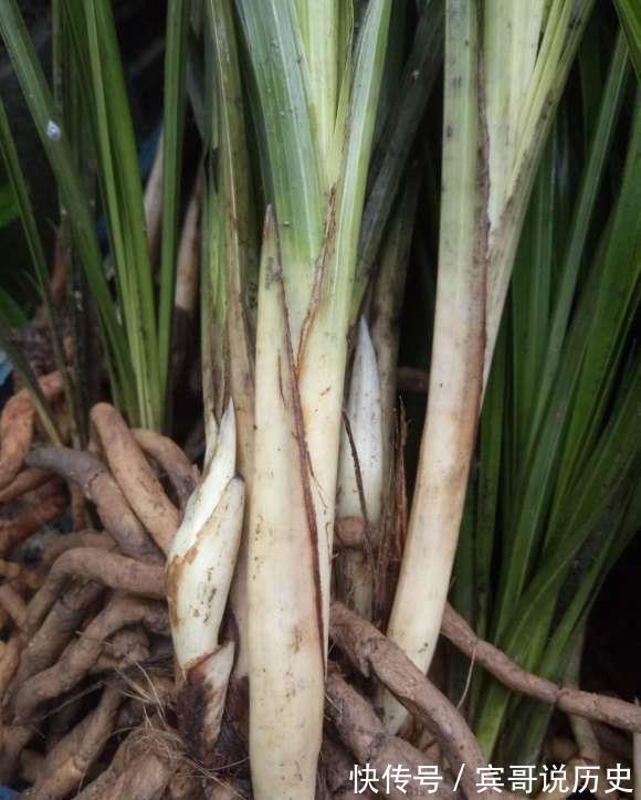 兰花什么时候翻盆最好？翻盆用哪种植料？养兰攻略送给你