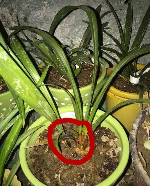  放在|兰花出现这种现象，放在冰箱里冻一冻，来年就能发芽，比生根粉强