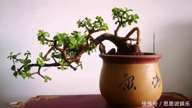 修剪|家里养“金枝玉叶”,每月修剪1次,变成盆景老桩,越来越值钱
