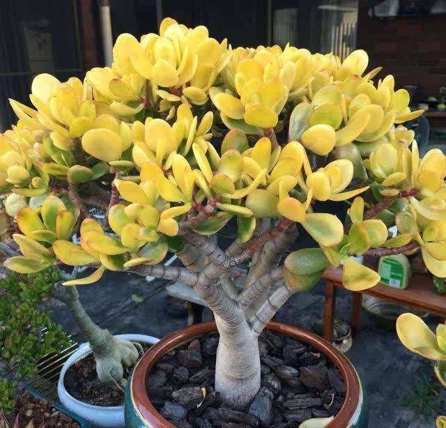 俗语:“客厅有树,十有九富”,不是迷信,为了好兆头也要养一盆