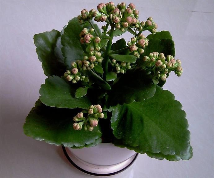 休眠期|长寿花夏天进入休眠期,怎么养,让它下次开花更多更好