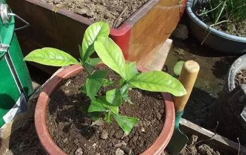 东西|花盆里出现这东西,赶紧翻盆换土,不然花卉易黄叶烂根,别忽视