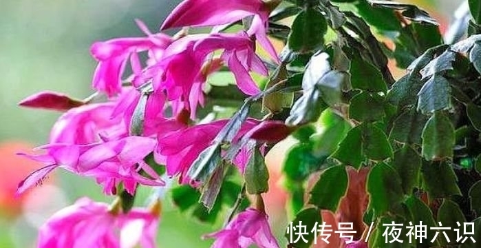 鸿运当头|4种花好养易活，旺财又养人，比牡丹美，比绿萝好养！