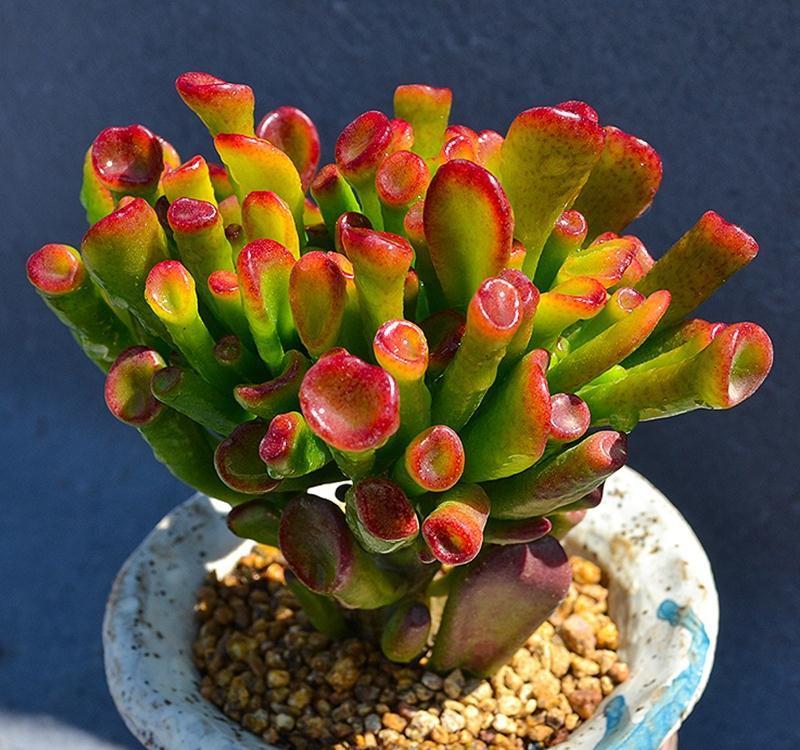 17大吉祥花,客厅有空间一定要养上一盆,好看又好养,养人又旺家