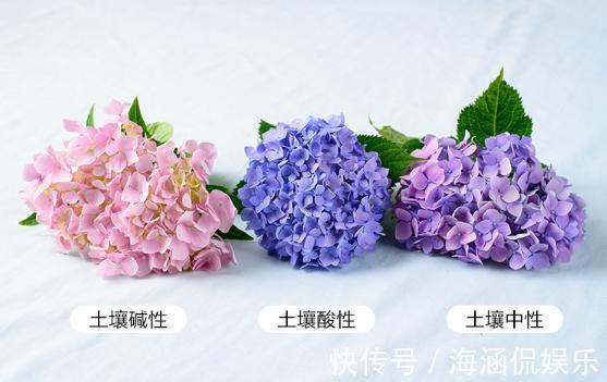 无尽夏|秋天绣球花要修剪吗了解开花方式很重要,做对了明年轻松爆盆