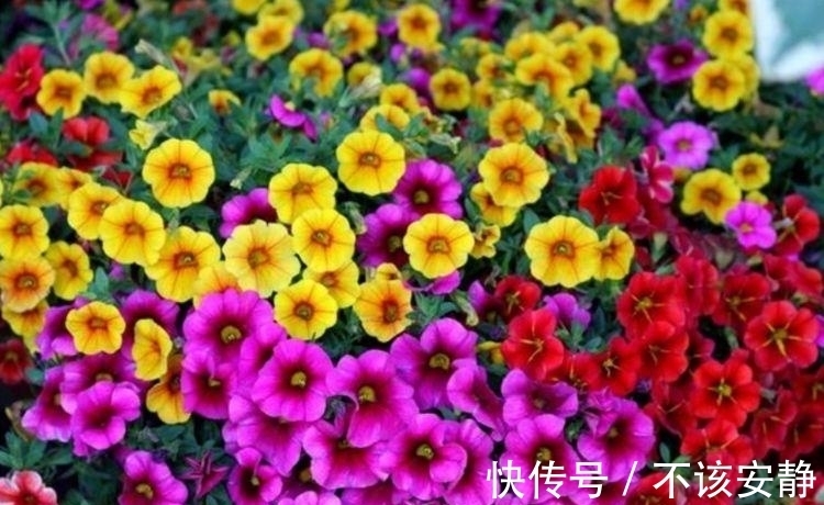 丽格海棠|家里就养4种花，耐旱又耐晒，一年四季成“花海”，天天有花赏！