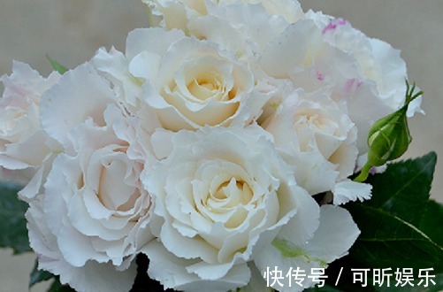 温度高养花总是养死,不妨试试这些花朵,式好养、开花多、不怕热