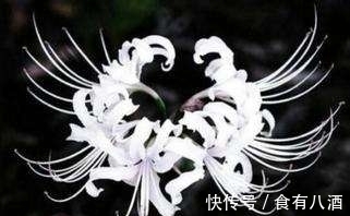 贝母|美丽而奇特,这些花的造型是你极少见到的,有你认识吗?(上)