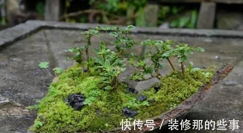 个性|破壶烂瓦做盆,每一个都破出了个性