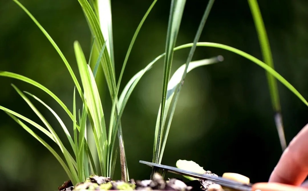 技巧|夏天养兰花,传染病是如何传播的?掌握几个技巧,避免兰花患病害