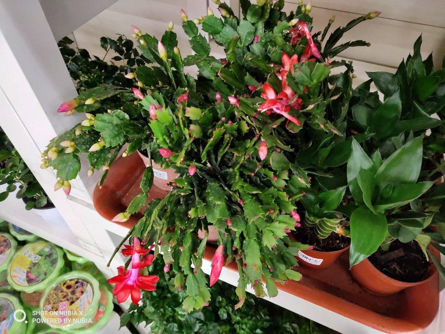 努比亚|实现全面屏的另一个方向 努比亚X全面评测