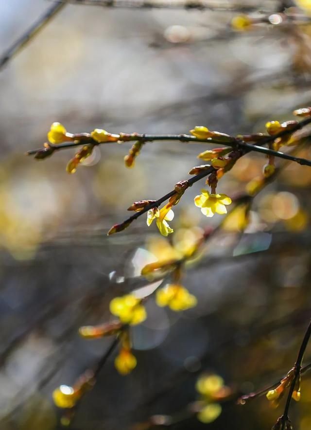 迎春花开报春来，带你一起云赏花