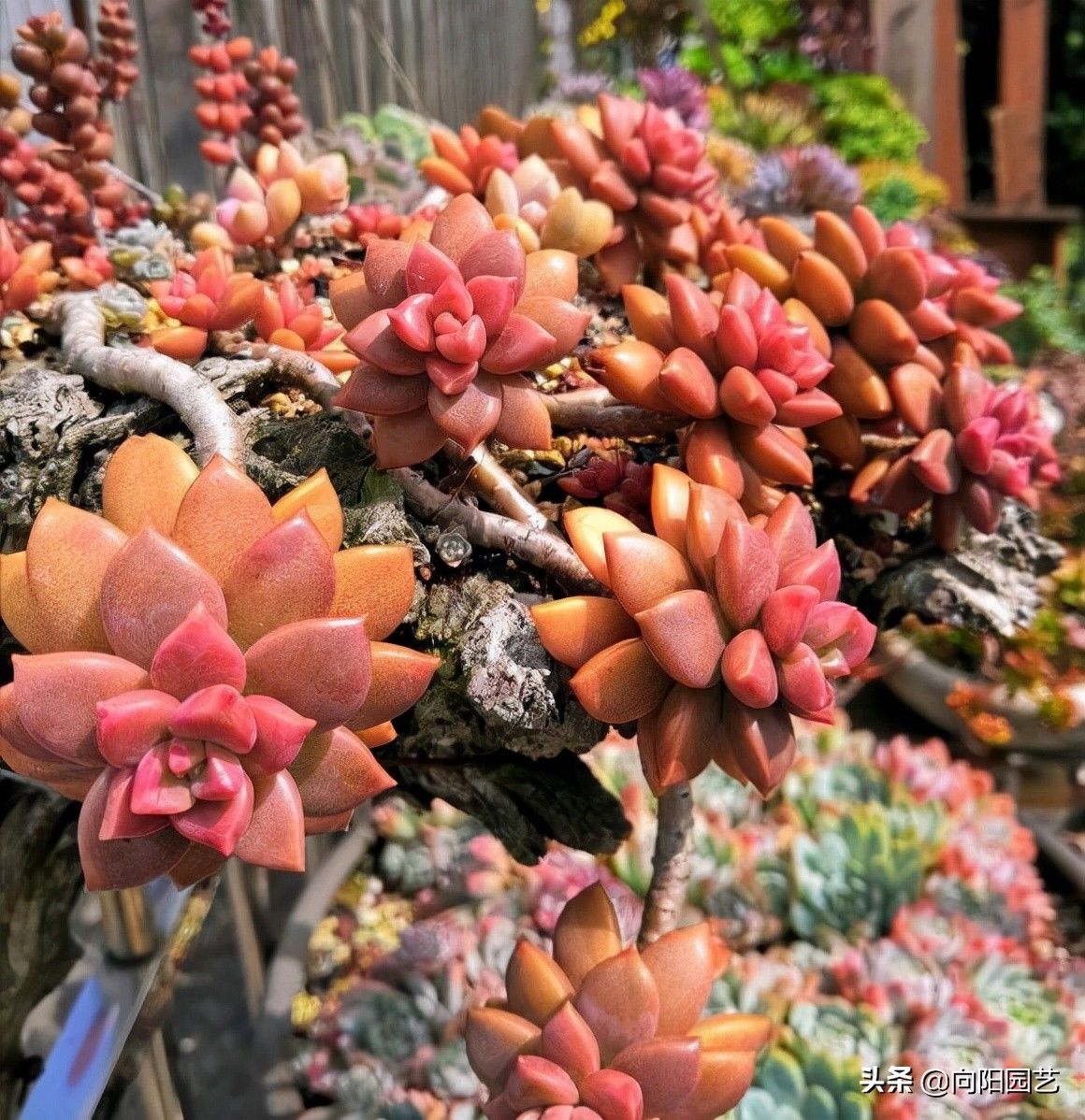 说了很多遍,多肉不用养太多,新手花友要明白,养得越多麻烦越多