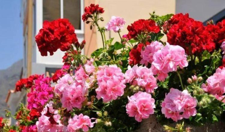 5种花很好养,耐热耐晒更耐旱,一养就上瘾