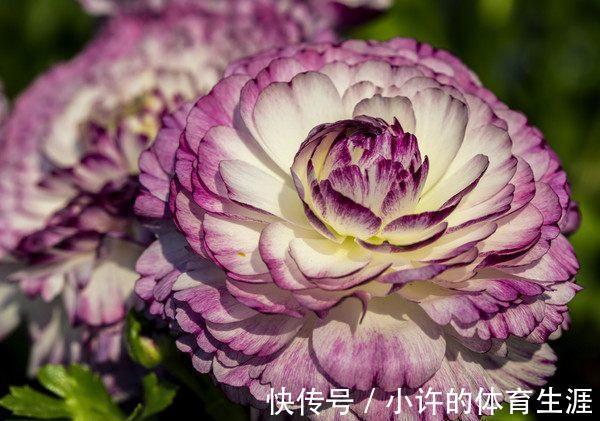 这花花漂亮似牡丹,30天不浇水都不死,一年四季都开花