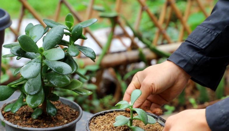 修剪|养玉树，1个月剪1次，植株不休眠，新芽蹭蹭窜，2年成老桩